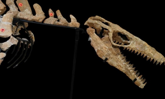 Image 1 of Large 2.80m Mosasaur Skeleton - Museum Quality 3D Mount - Prehistoric Fossil Art