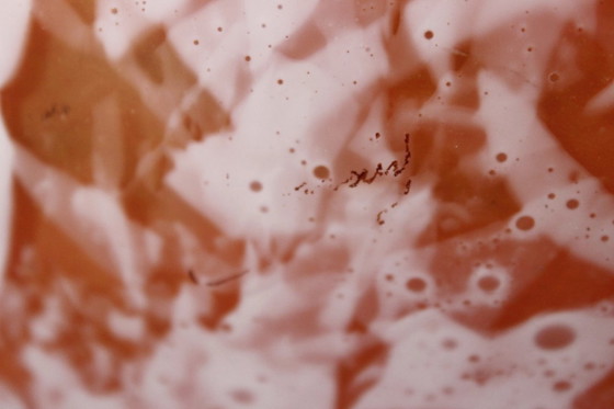Image 1 of LORRAIN Daum Croismare Nancy - Large 6 kg orange & white marbled vase, 1920s
