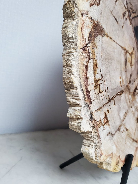 Image 1 of Sezione o fetta di legno pietrificato e fossilizzato sul suo supporto (rif. 3963)