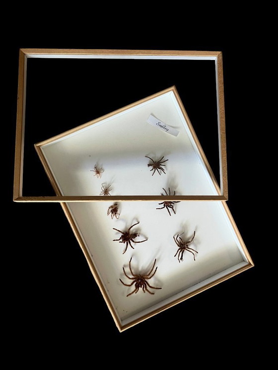 Image 1 of 4 vitrines de taxidermie pour tarentules