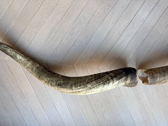 Image 1 of 2 große, authentische Büffelhörner, 90 und 100 cm lang