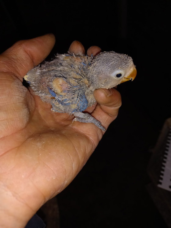 Image 1 of Inséparables à apprivoiser à la main