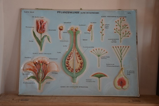 Image 1 of Unieke Vintage  - oude schoolplaat bloemen - oude Duitse schoolkaart - schoolplaat botanica - planten - biologie - plasticplaat
