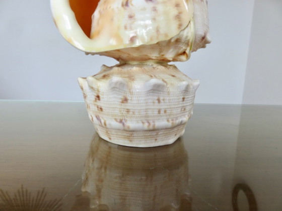"Cassis Cornuta" schelplamp, vintage uit de jaren 70 – Tafellampen, Other (photo 5 of 13)