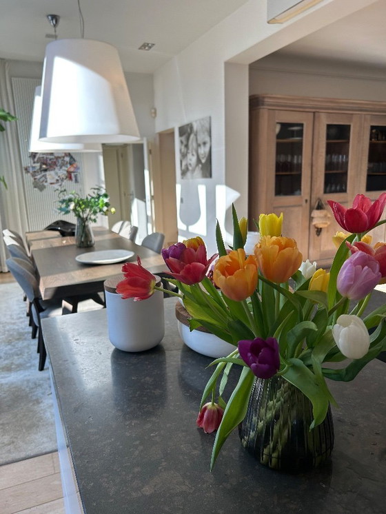 Image 1 of Beautiful swamp oak Interni Oxford table