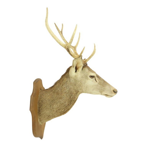 Image 1 of Tête de cerf montée cerf rouge avec bois