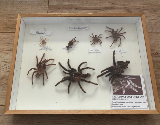 Image 1 of 4 vitrines de taxidermie pour tarentules