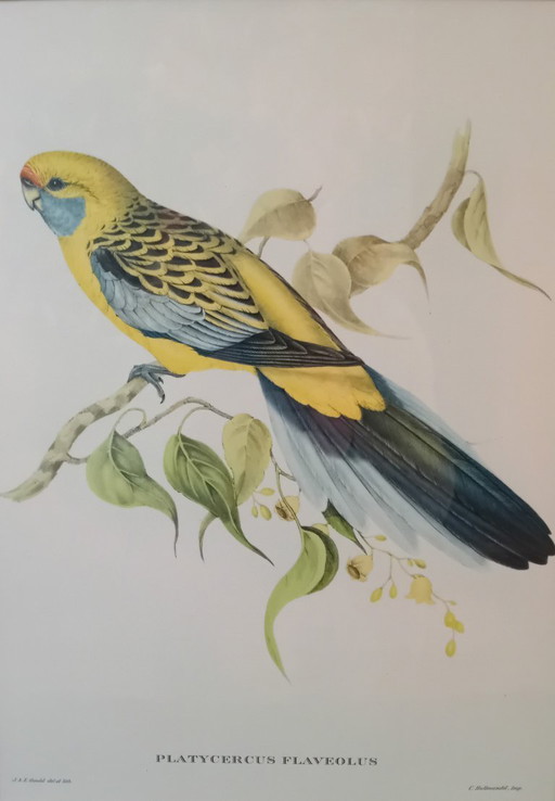 John Gould, Platycercus Flaveolus