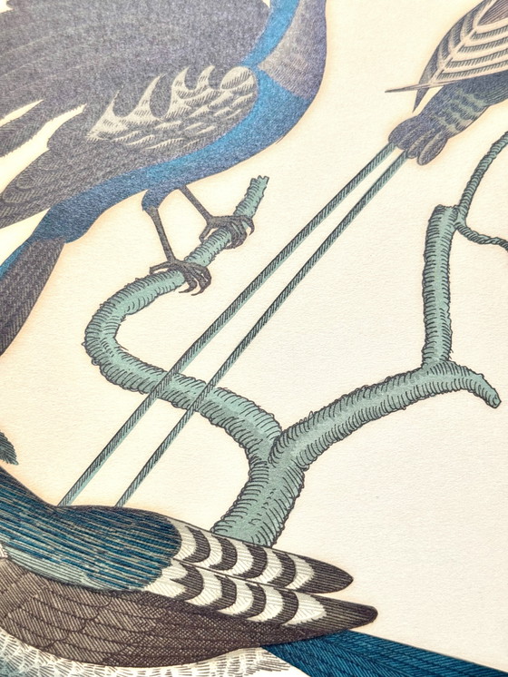 Image 1 of Lithographie ornithologique ancienne, Georges-Louis Leclerc, années 1920, imprimée par Weissenbruch S.A.