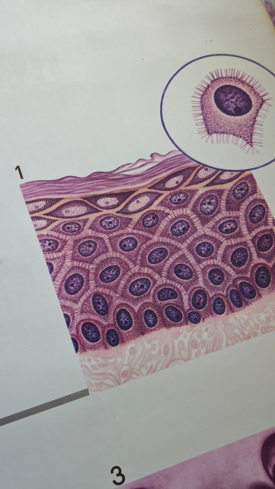 Image 1 of Manifesto didattico d'epoca, Deutsches Hygiene-Museum, Dresda, Germania, biologia, scienze