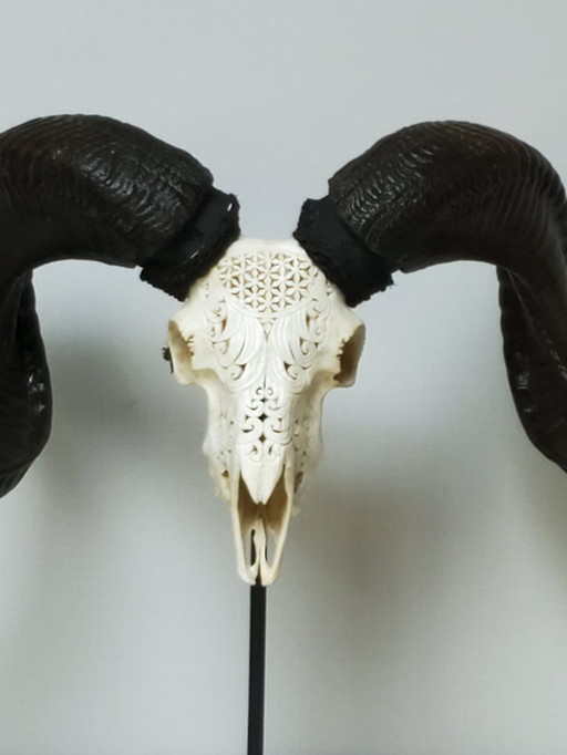 Taxidermy - Carved ram's skull on a base (ref 4039)