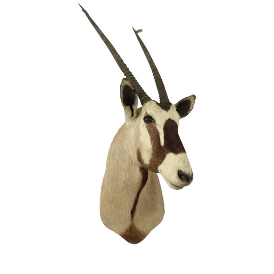 Image 1 of Taxidermie de l'antilope Oryx montée Gemsbok