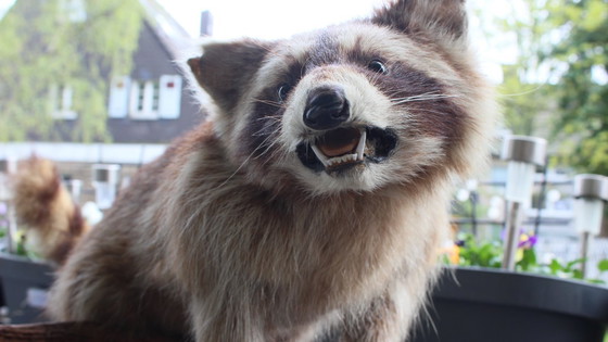 Image 1 of Raccoon taxidermy from an estate, mounted on a large, heavy root, open snout with real teeth