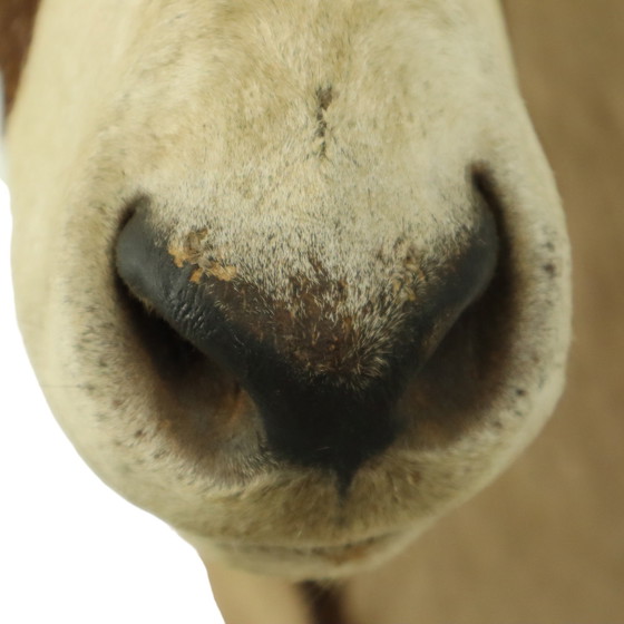 Image 1 of Taxidermie de l'antilope Oryx montée Gemsbok