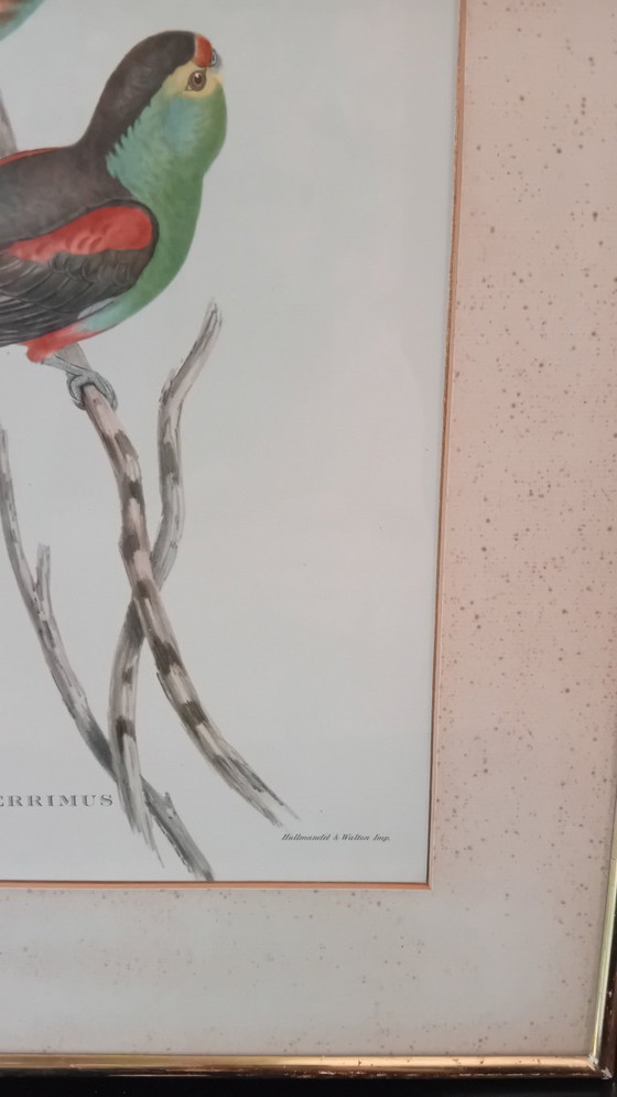 Image 1 of John Gould, Pséfoto Pulcherrimus