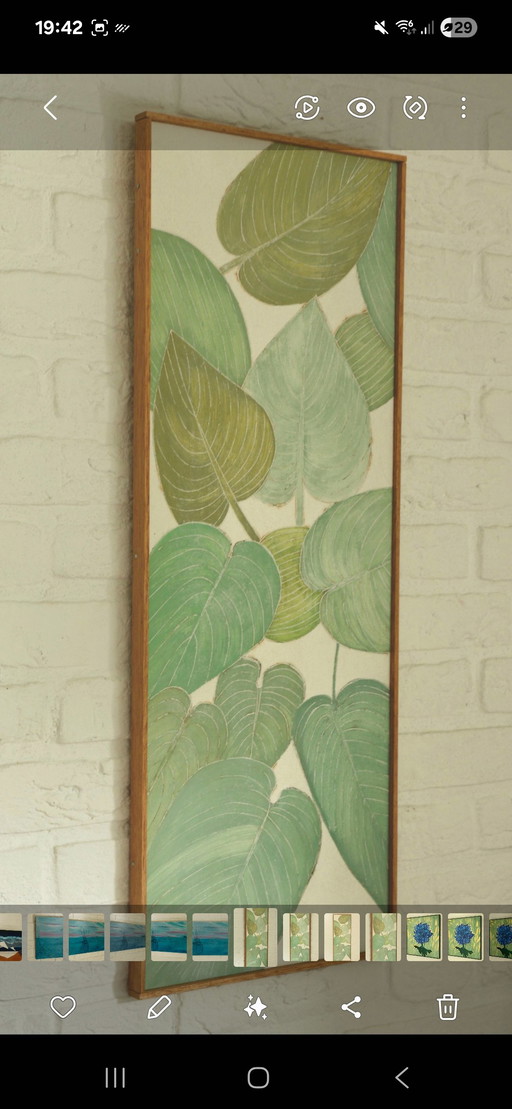 "Hosta Blue Angel" Gallery Suncorner