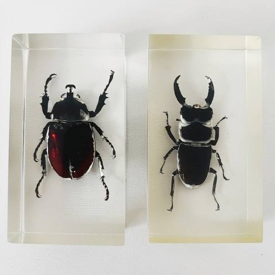Image 1 of Vintage resin insect set rhinoceros beetle stag beetle paperweight resin 1980s