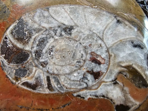 Fossil in Marmor!
