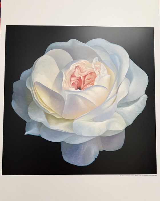 Image 1 of Franco Campana: "White Rose". Beautiful colors!