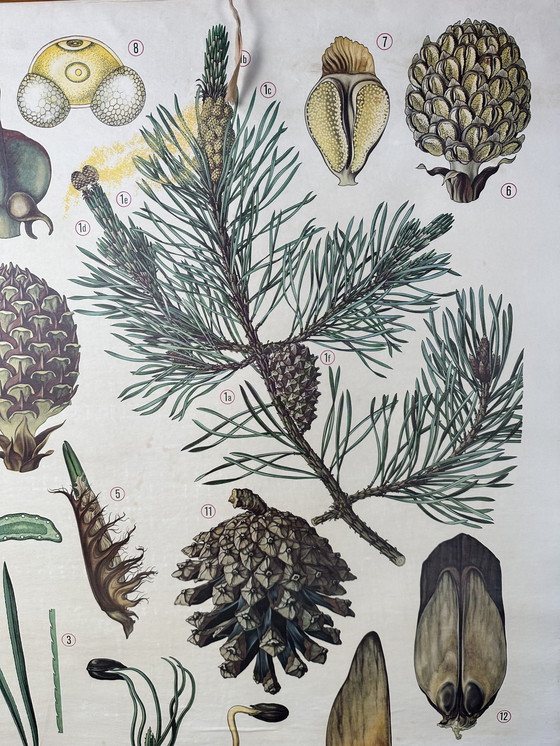 Image 1 of Vintage linnen schoolkaart - de grove den (pinus sylvestris)