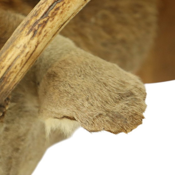 Image 1 of Tête de cerf montée cerf rouge avec bois