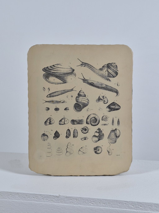Antique Lithographic Stone Printing Stone Mollusks Snails Shells
