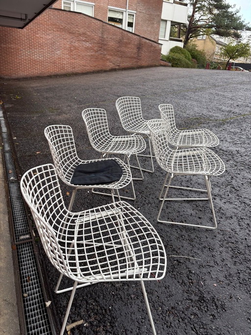 6 sedie laterali originali Harry Bertoia per Knoll