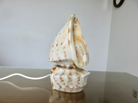 "Cassis Cornuta" schelplamp, vintage uit de jaren 70 – Tafellampen, Other (photo 10 of 13)
