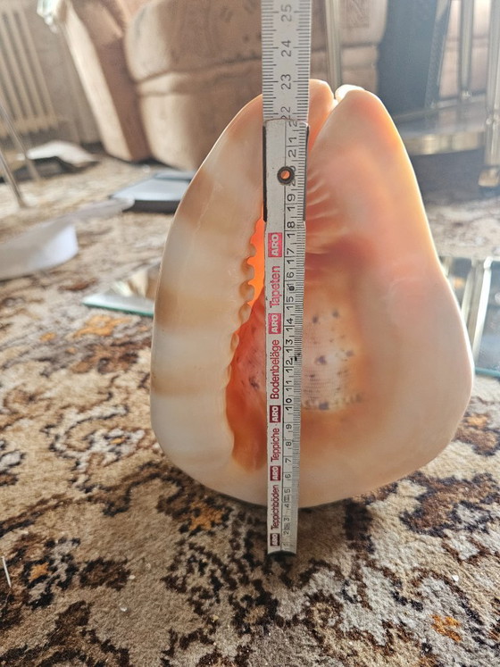 Image 1 of Large XL Helmet Snail Cassis Cornuta – A true collector's item & decoration