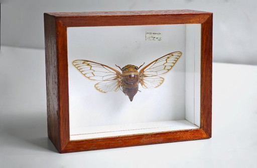 Large Cicada from Brazil Mounted Insect / Natural History Collector's Item 1986