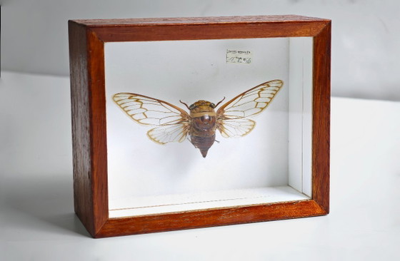 Image 1 of Large Cicada from Brazil Mounted Insect / Natural History Collector's Item 1986