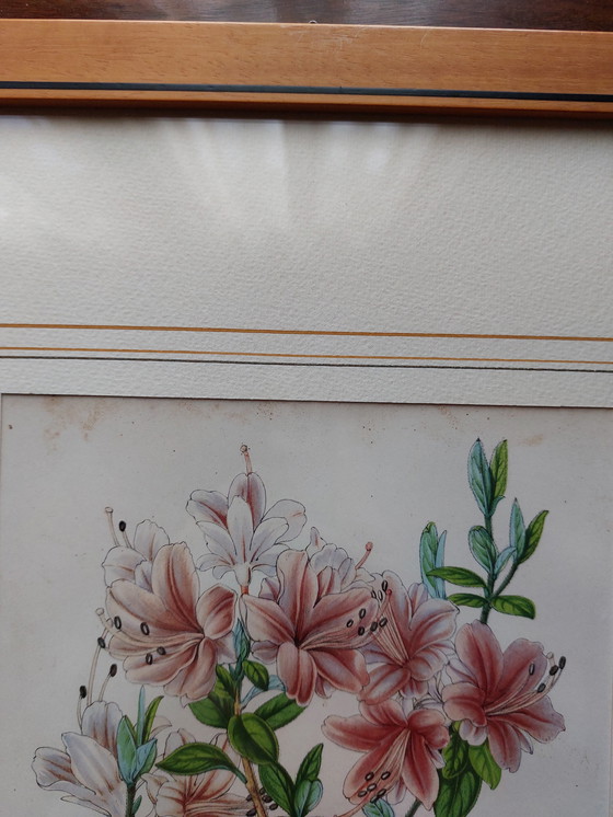 Image 1 of Twee ingelijste bloemenprenten - jaren 1950/60