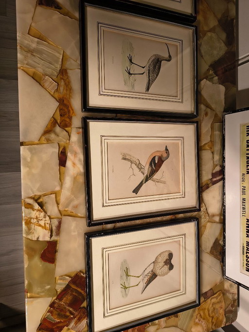 Antique bird prints in frames (5 pieces)