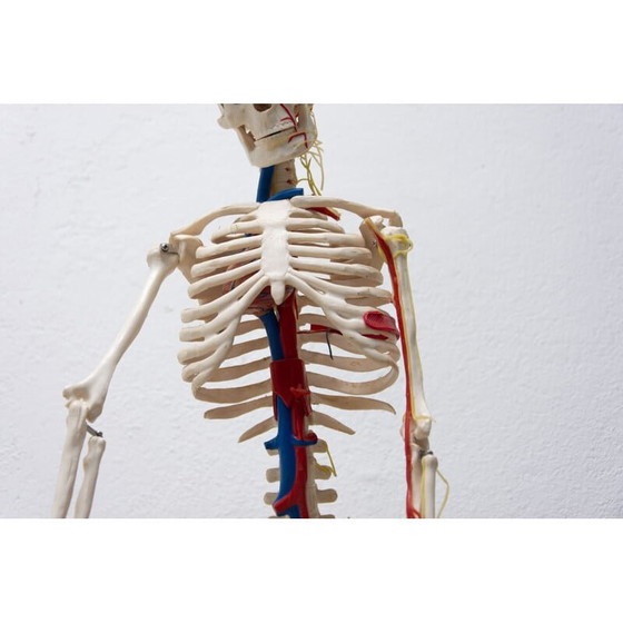 Image 1 of Vintage plastic human skeleton, Czechoslovakia 1960