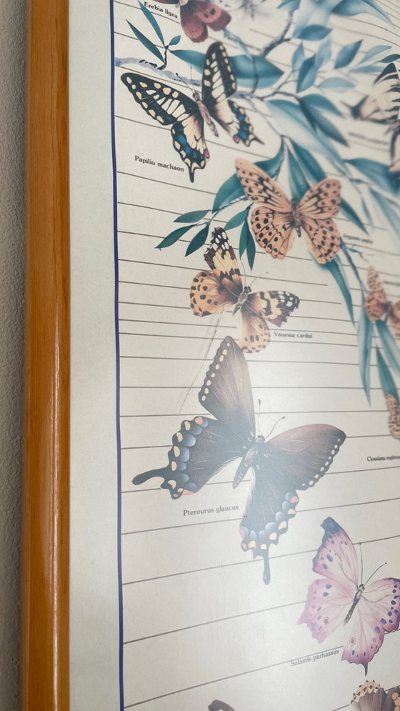 Image 1 of TABLEAU Affiche BUTTERFLY Italy