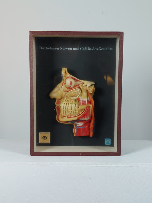 Medical wax model, Hygiene Museum Dresden, teaching model, display case, facial nerves