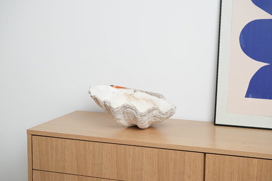 Image 1 of Conchiglia decorativa Tridacna, stile boho, anni '80