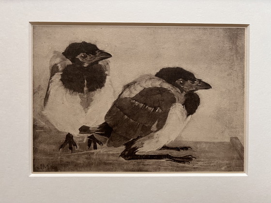 Image 1 of Jan Mankes 1889-1920 / Original Heliogravüre 2 junge Elstern 1923