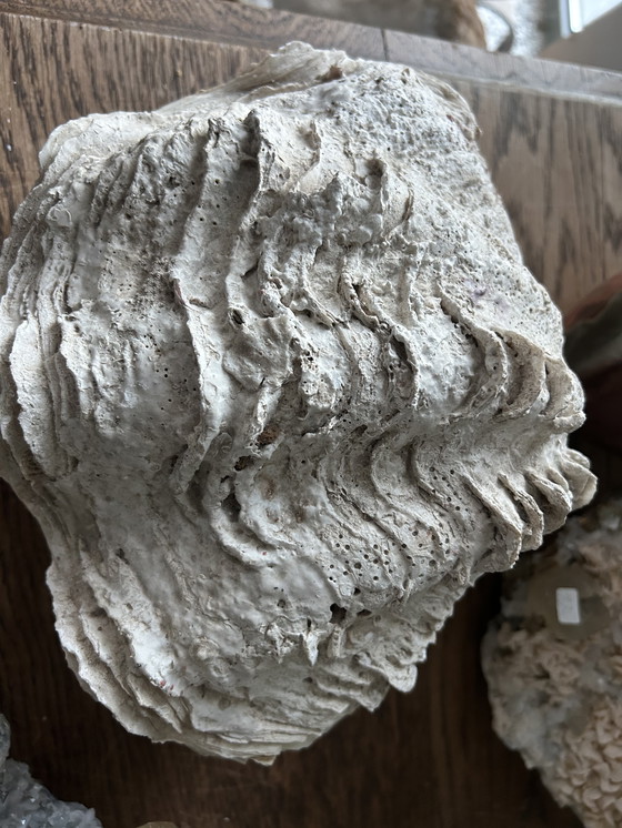 Image 1 of Riesenmuschel "Tridacna gigantea"