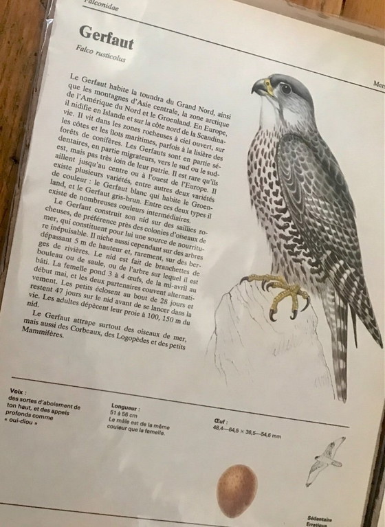 Image 1 of Illustrations rapaces vintage