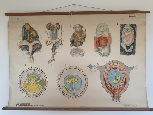 Embryological Wall Chart