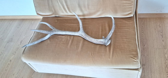 Corno di Cervo Rosso – Oggetti decorativi, Other (photo 10 of 15)