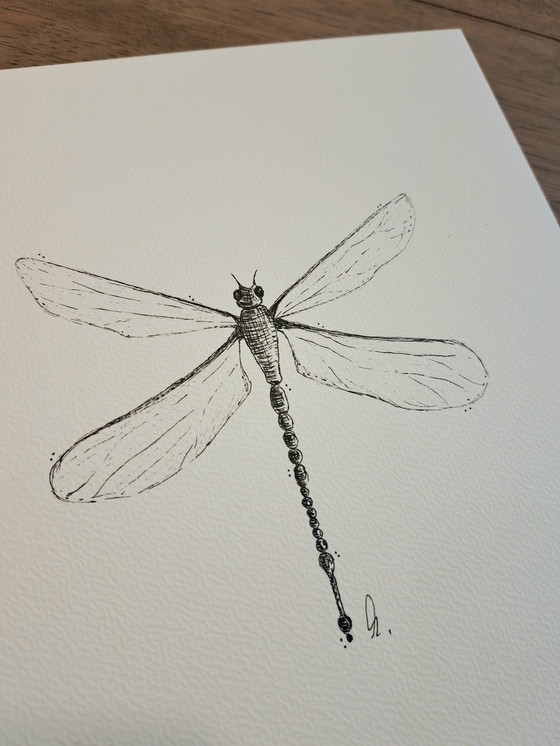 Image 1 of Dragonfly illustration | Dragonfly illustration art