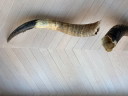 2x grote authentieke buffelhoorns, 90 en 100 cm lang
