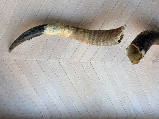 Image 1 of 2 große, authentische Büffelhörner, 90 und 100 cm lang