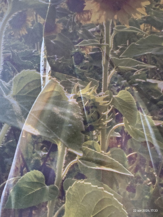 Image 1 of 2 obras fotográficas; título: girasol