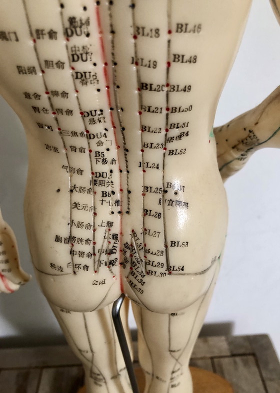 Image 1 of Beautiful Vintage Doll With Acupuncture Meridians