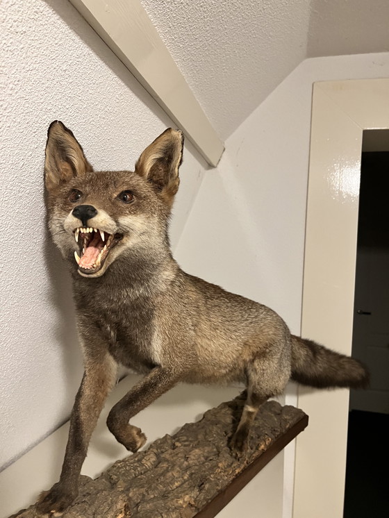 Image 1 of Wunderschöner Stofffuchs 🦊