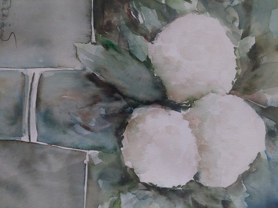 Image 1 of Ortensie bianche