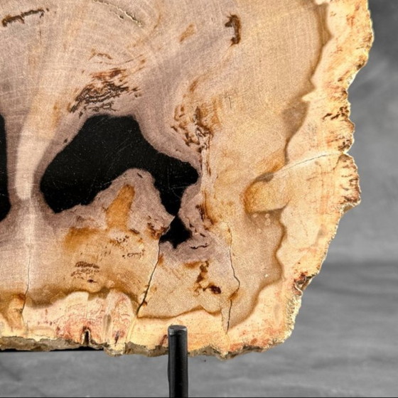 Image 1 of Magnifique pièce de bois pétrifié sur un support sur mesure BS-9
